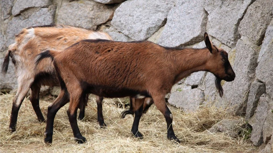 Két házi kecske sétál egy sziklás háttér előtt, fűvel borított talajon.
