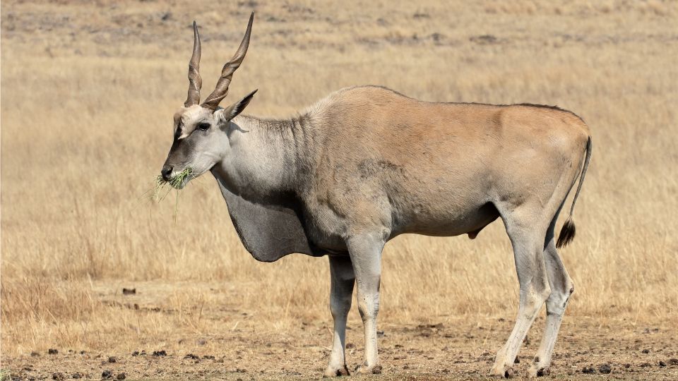 javorantilop Taurotragus oryx 2