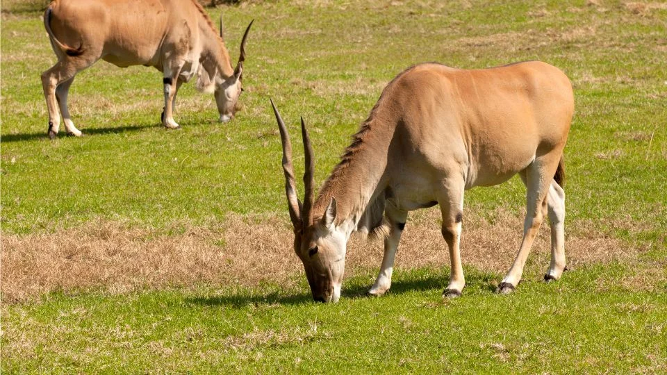 Két jávorantilop legelész a zöld fűben, békésen táplálkoznak.