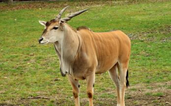 javorantilop Taurotragus oryx