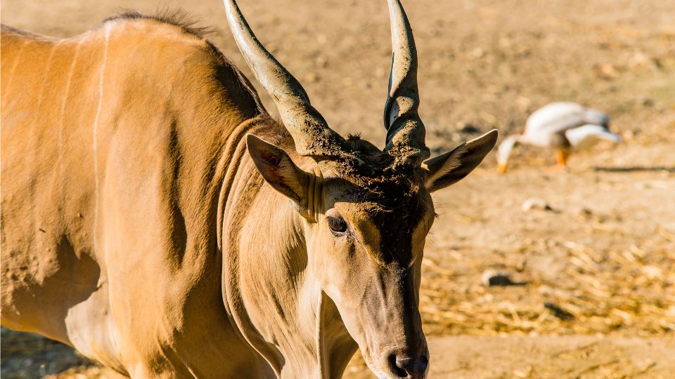 javorantilop Taurotragus oryx 4