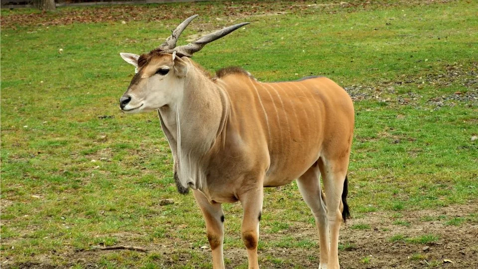 Egy jávorantilop áll a zöld fűben, szép szarvai és izmos teste van.
