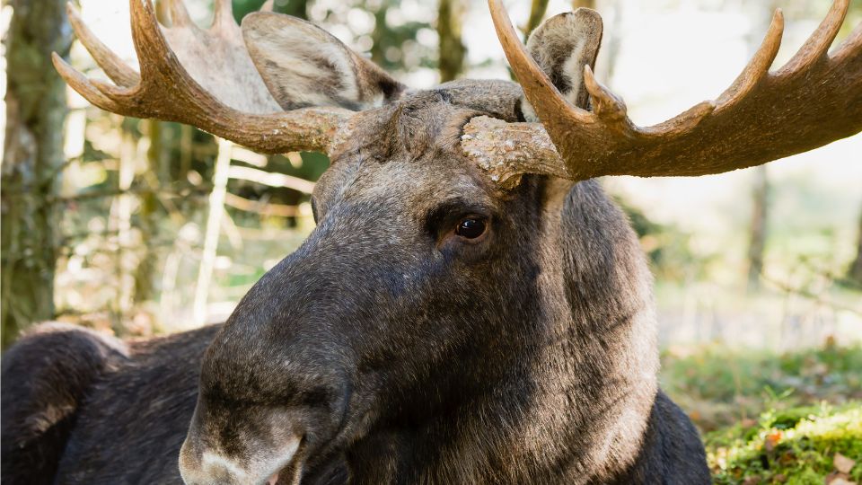javorszarvas Alces alces 1