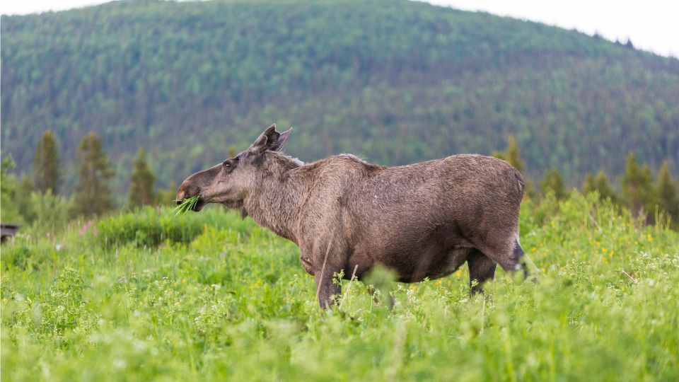 javorszarvas Alces alces 2