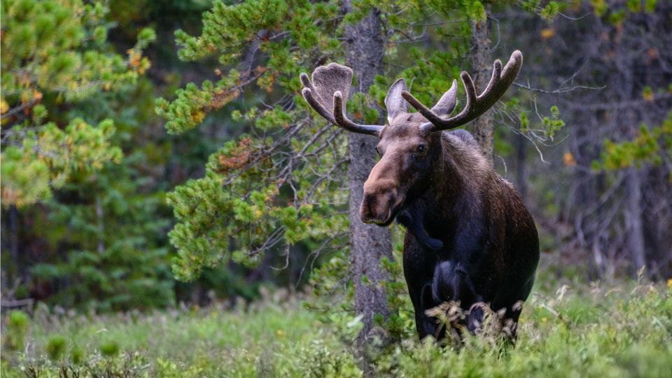 javorszarvas Alces alces 3