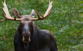 javorszarvas Alces alces
