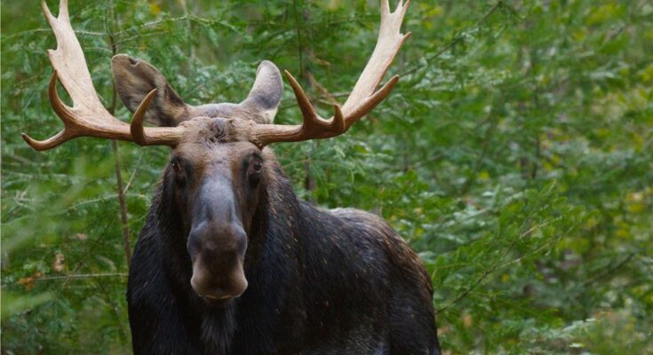 javorszarvas Alces alces