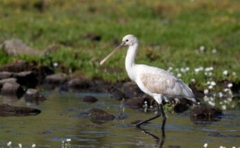 kanalasgem Platalea leucorodia