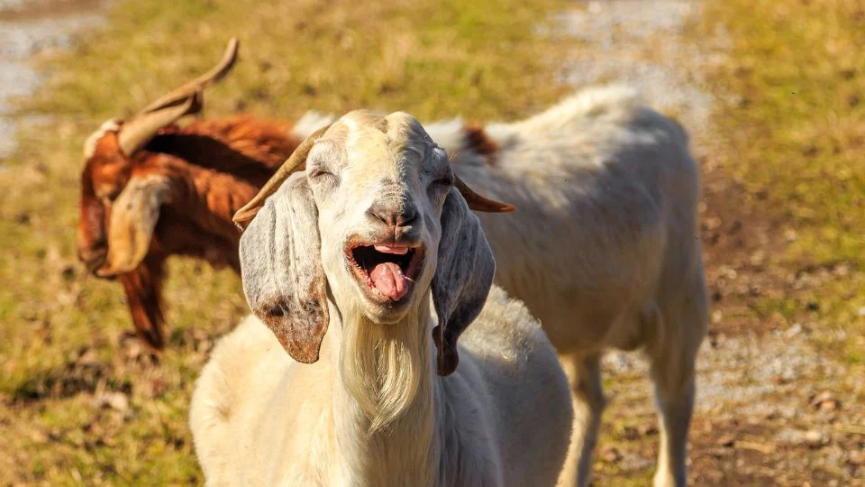 Egy boldog kecske mosolyog a napfényben, mögötte másik kecske látható.