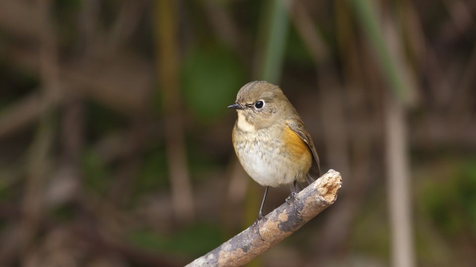 kekfarku Tarsiger cyanurus 1