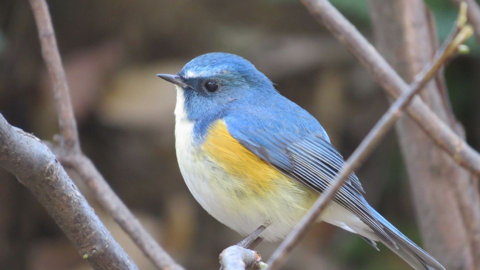 kekfarku Tarsiger cyanurus 2