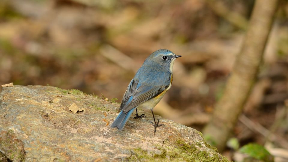 kekfarku Tarsiger cyanurus 4