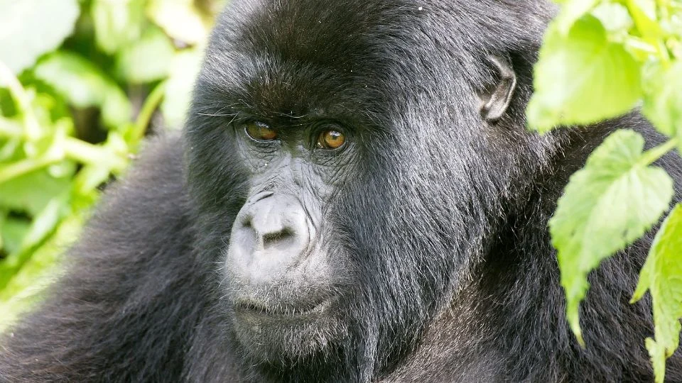 Egy keleti gorilla arca, sűrű zöld levelek között, figyelmes tekintettel.