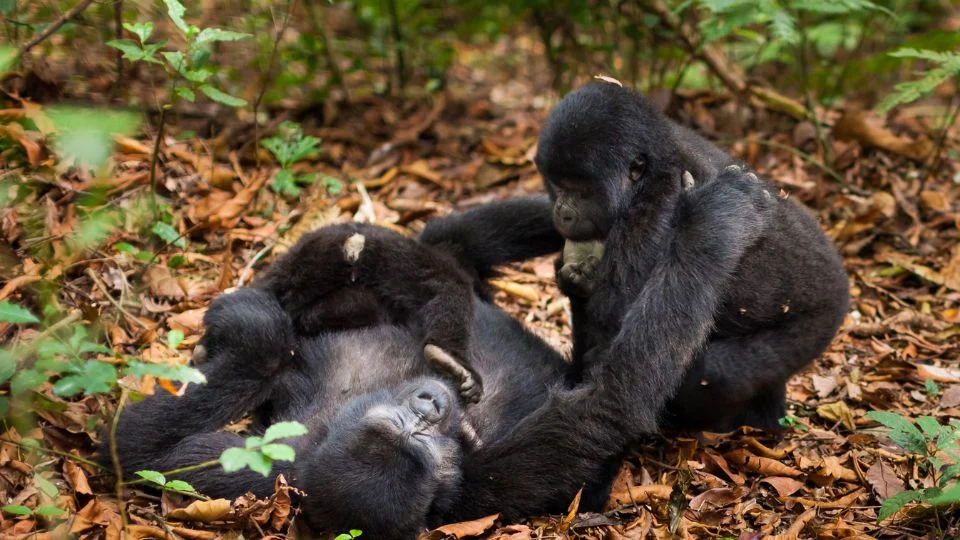 Két keleti gorilla játszik az erdőben, az egyik fekszik, a másik pedig mellette ül.