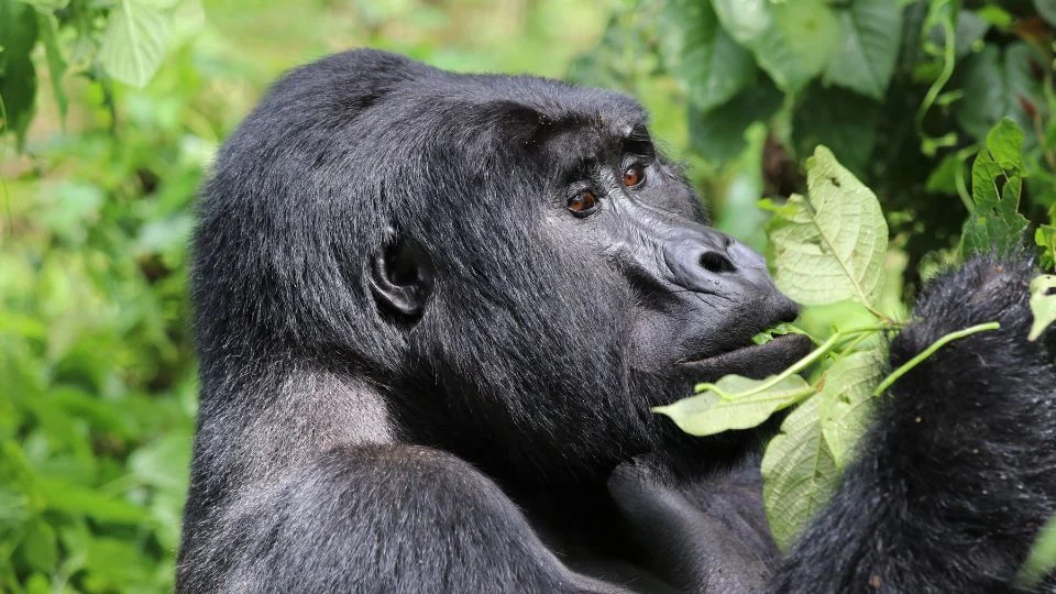 Egy keleti gorilla, amely leveleket rágcsál egy zöld környezetben.