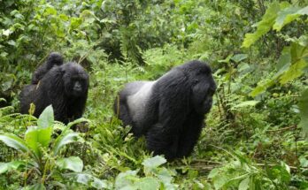 keleti gorilla Gorilla beringei