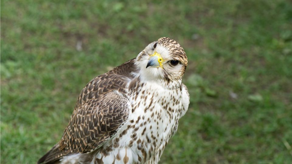 kerecsensolyom Falco cherrug 2