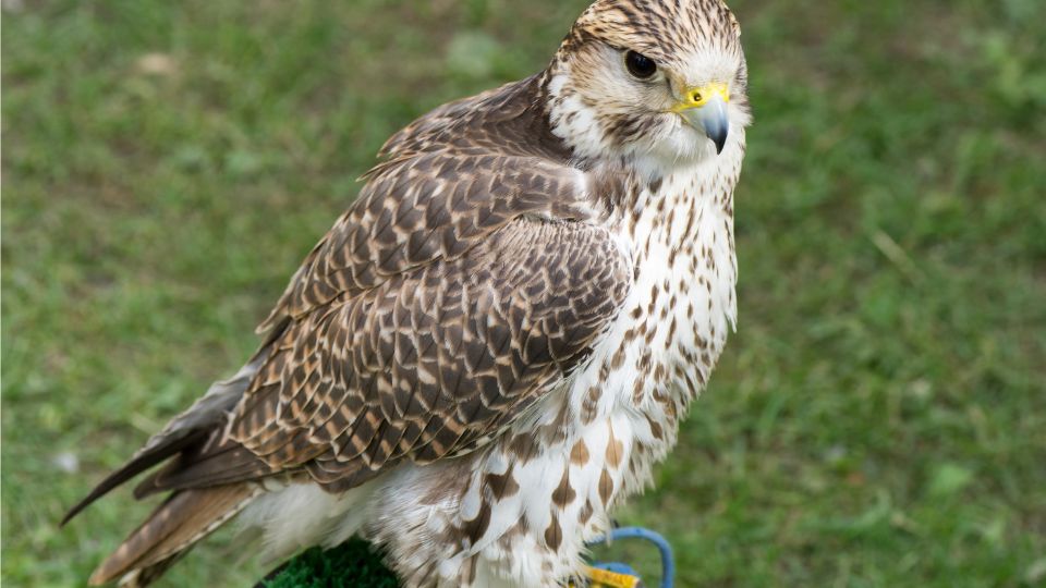 kerecsensolyom Falco cherrug