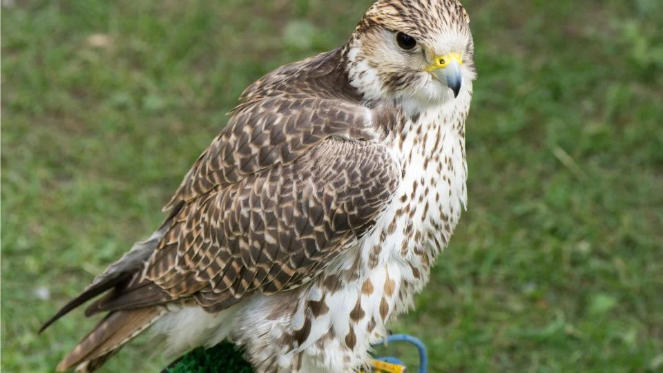 Kerecsensólyom, gyönyörű tollazattal, zöld fű háttér előtt.