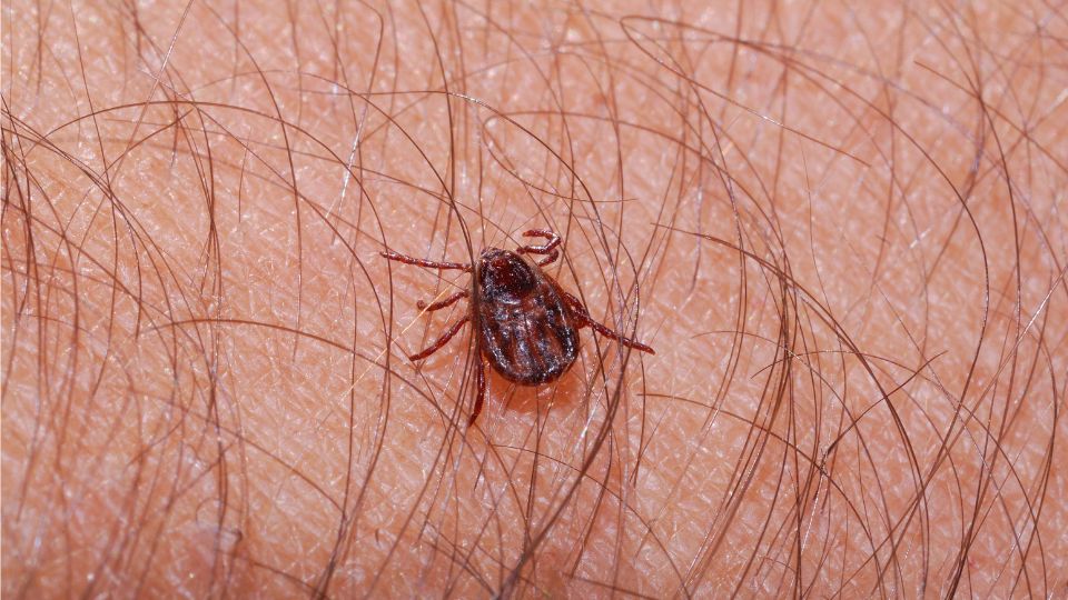 kozonseges kullancs Ixodes ricinus 1
