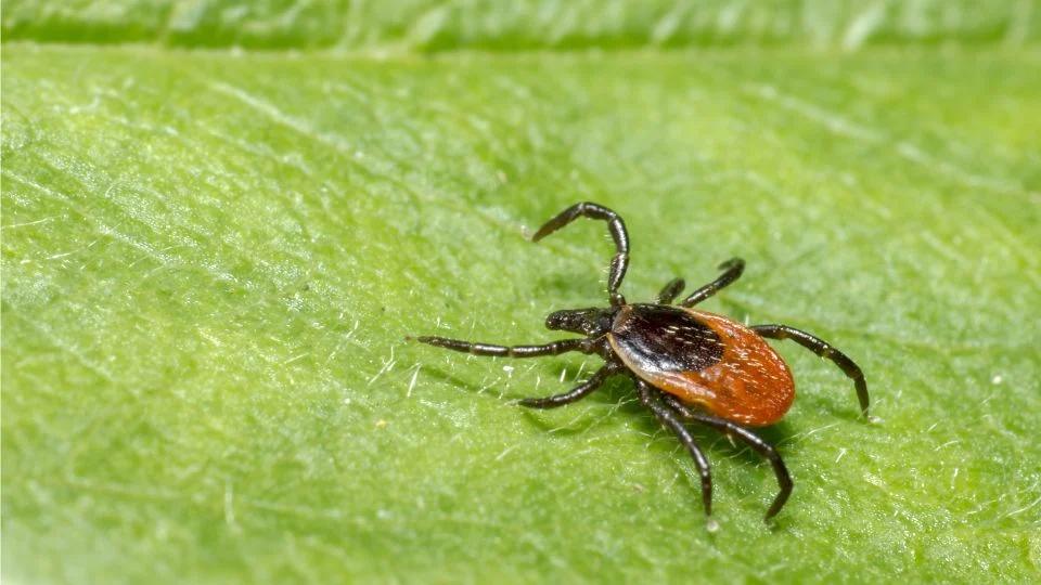 Közönséges kullancs (Ixodes ricinus) egy zöld levélen, részletesen látható.