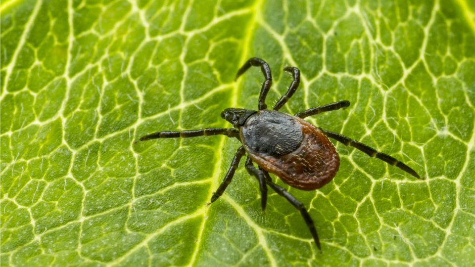 kozonseges kullancs Ixodes ricinus 3