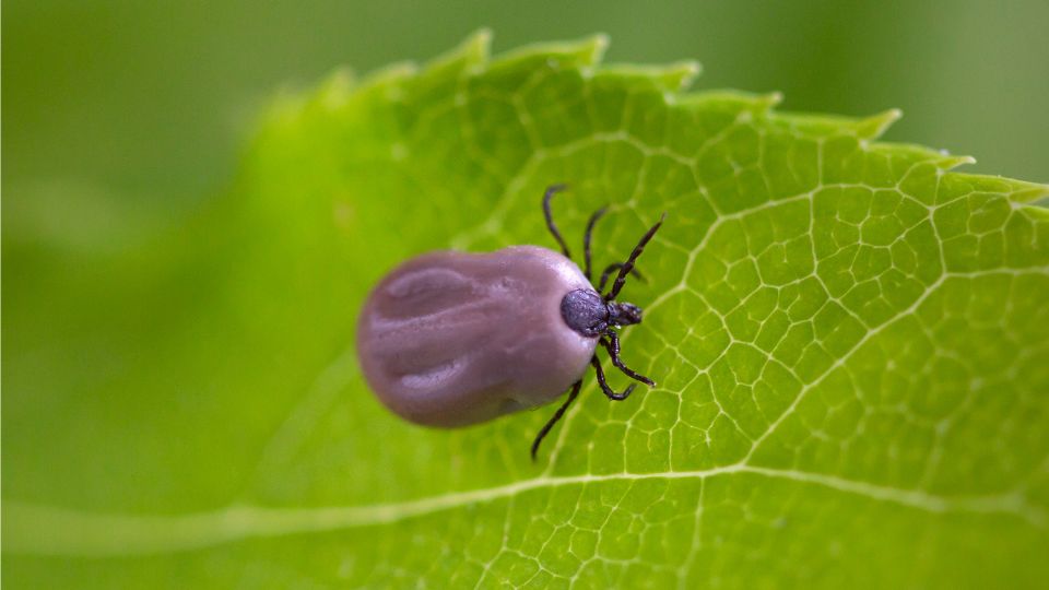 kozonseges kullancs Ixodes ricinus