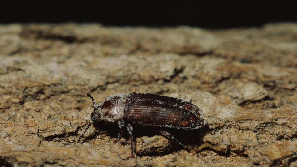 kozonseges lisztbogar Tenebrio molitor 1