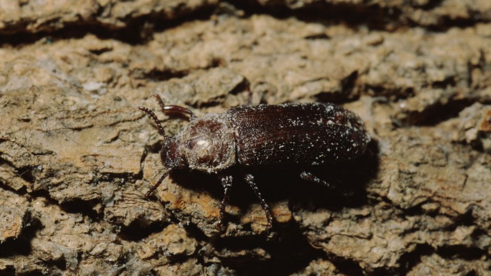 kozonseges lisztbogar Tenebrio molitor 3