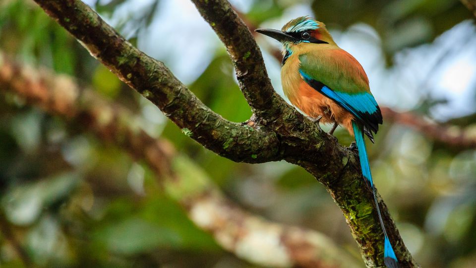 laposcsoru motmot Electron platyrhynchum 1
