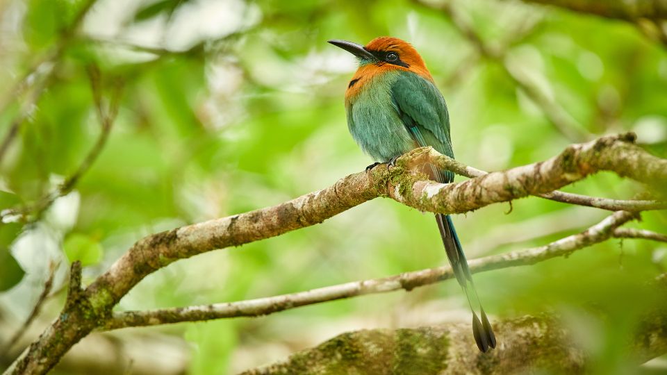 laposcsoru motmot Electron platyrhynchum 2