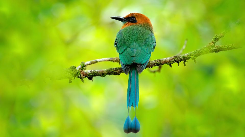 laposcsoru motmot Electron platyrhynchum 3