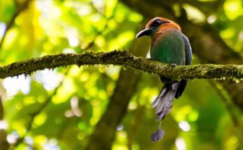 laposcsoru motmot Electron platyrhynchum