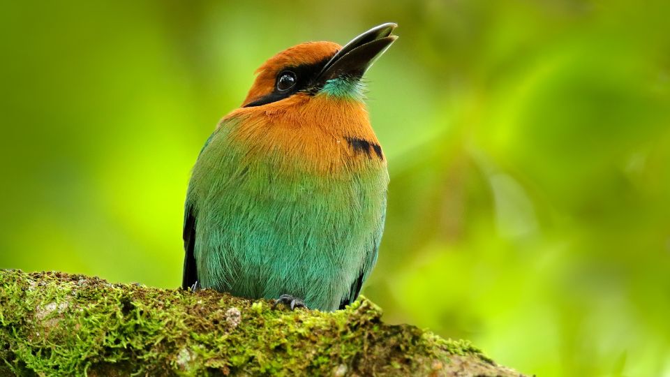 laposcsoru motmot Electron platyrhynchum 4