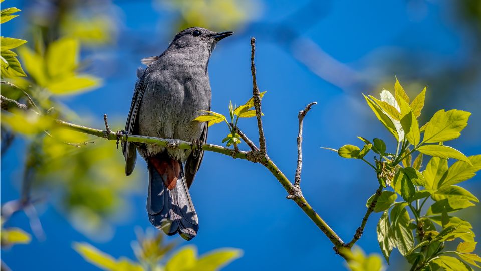 macskamadar Dumetella carolinensis 1