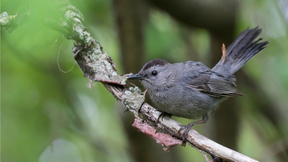macskamadar Dumetella carolinensis 2
