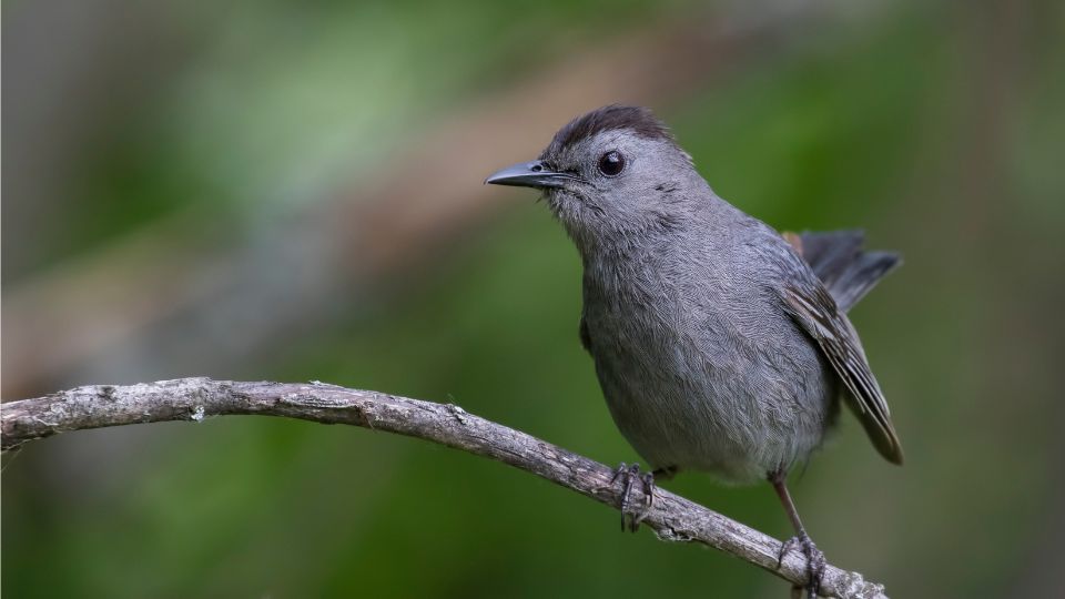 macskamadar Dumetella carolinensis 3