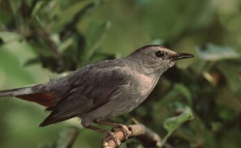 macskamadar Dumetella carolinensis