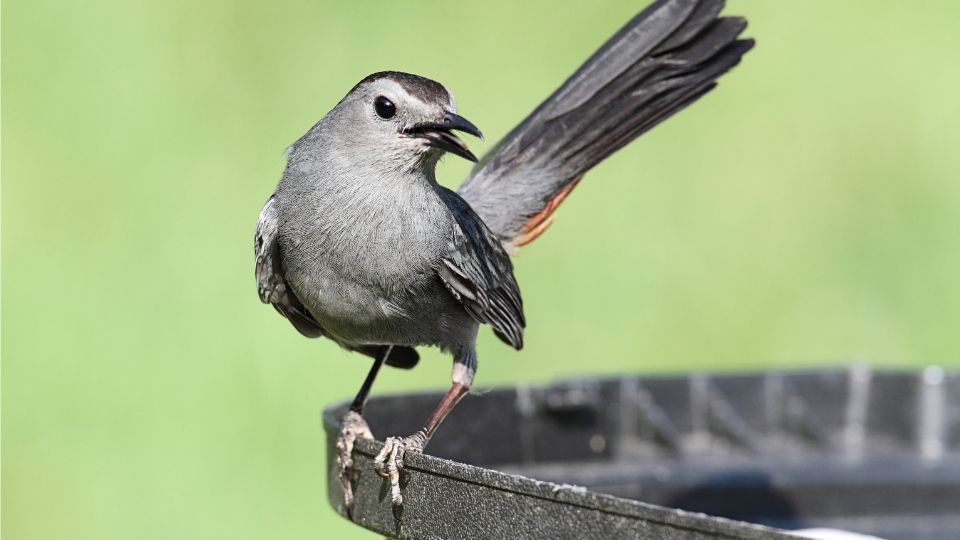 macskamadar Dumetella carolinensis 4