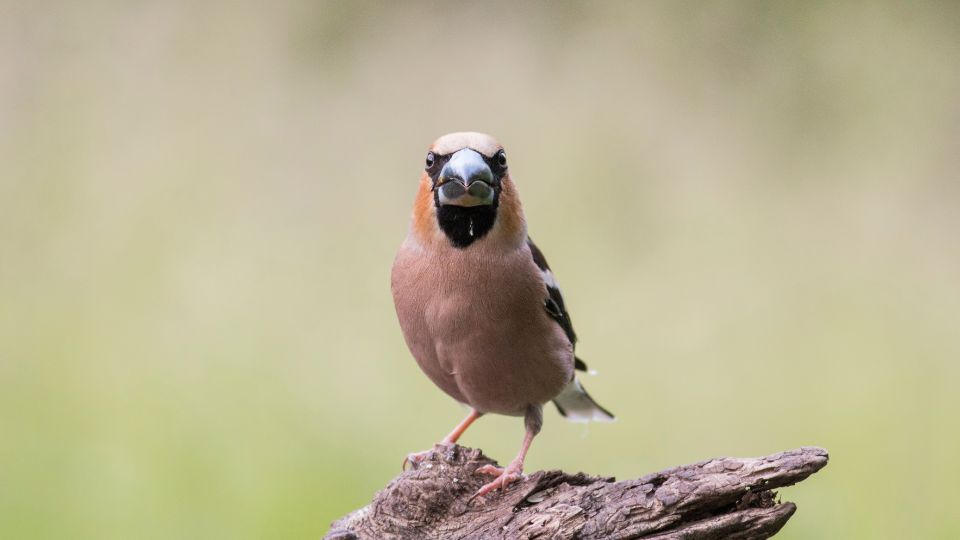 meggyvago Coccothraustes coccothraustes 1