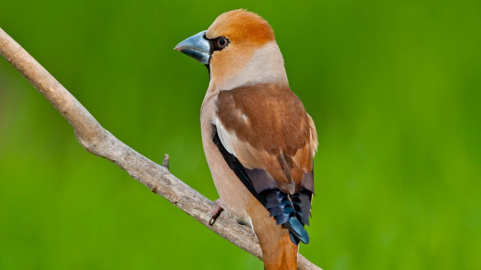 meggyvago Coccothraustes coccothraustes 2