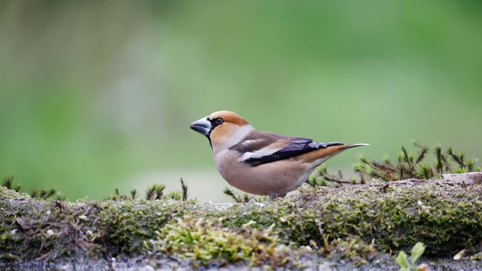 meggyvago Coccothraustes coccothraustes 3