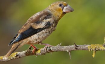 meggyvago Coccothraustes coccothraustes