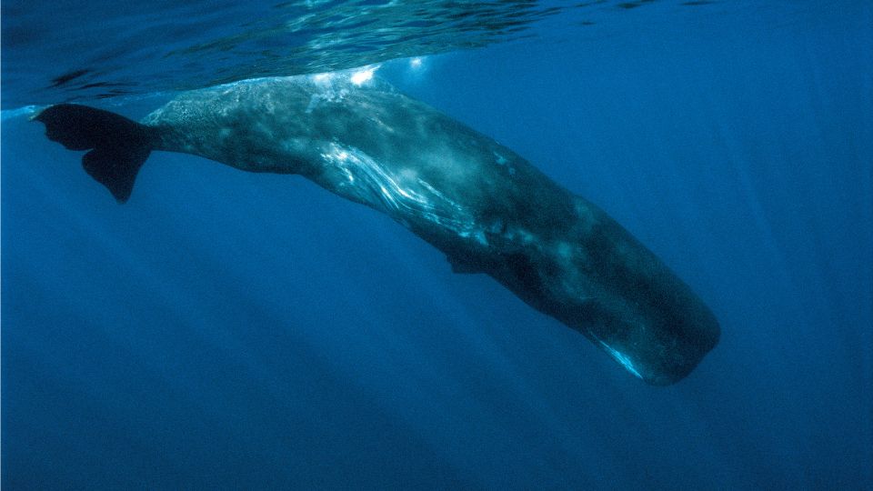 nagy ambrascet vagy orias ambrascet Physeter macrocephalus 1