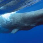 nagy ambrascet vagy orias ambrascet Physeter macrocephalus