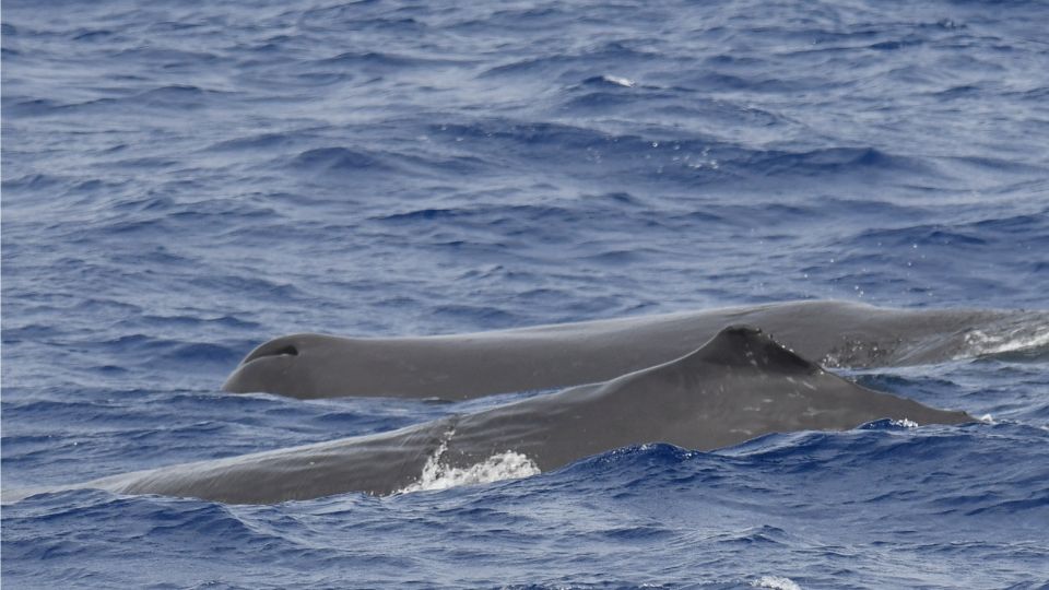 nagy ambrascet vagy orias ambrascet Physeter macrocephalus 2