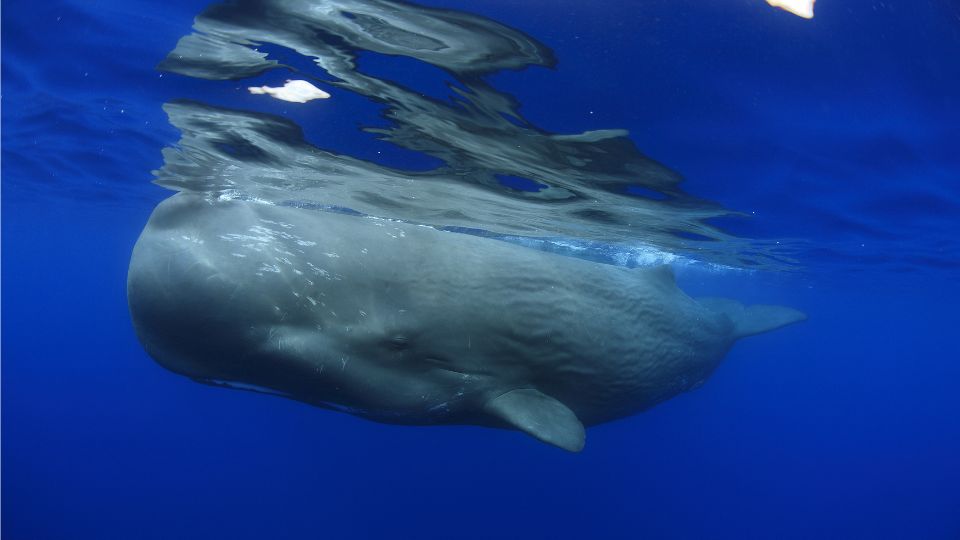 nagy ambrascet vagy orias ambrascet Physeter macrocephalus 3