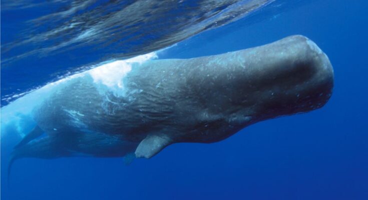 nagy ambrascet vagy orias ambrascet Physeter macrocephalus