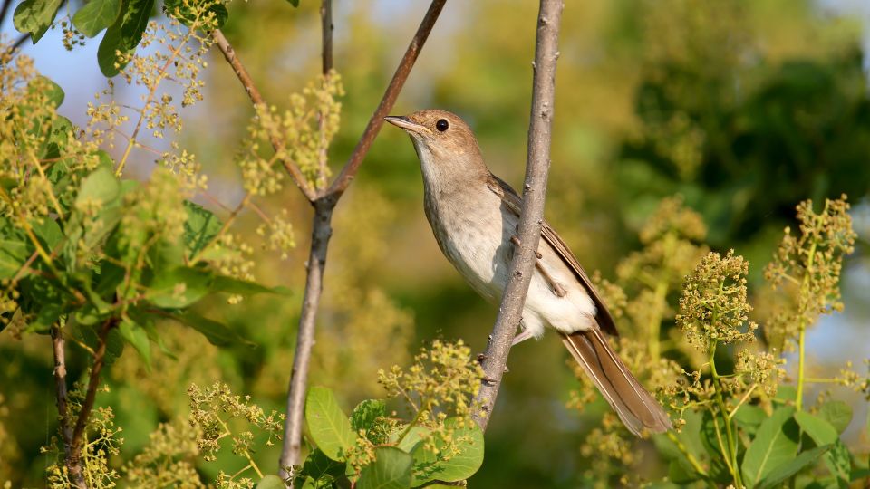 nagy fulemule Luscinia luscinia 2