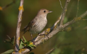 nagy fulemule Luscinia luscinia 3